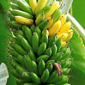 Banana Yelakki Tissue Culture Plants