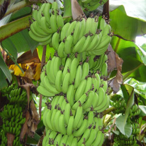 Banana Grand Naine Tissue Culture Plants