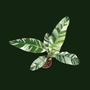 Musa Florida