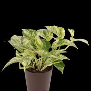 Money Plant Marble