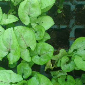 Syngonium Mango Allusion