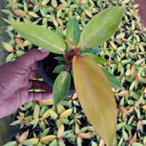 Philodendron Cheery Red