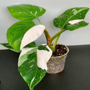 Philodendron White Princess